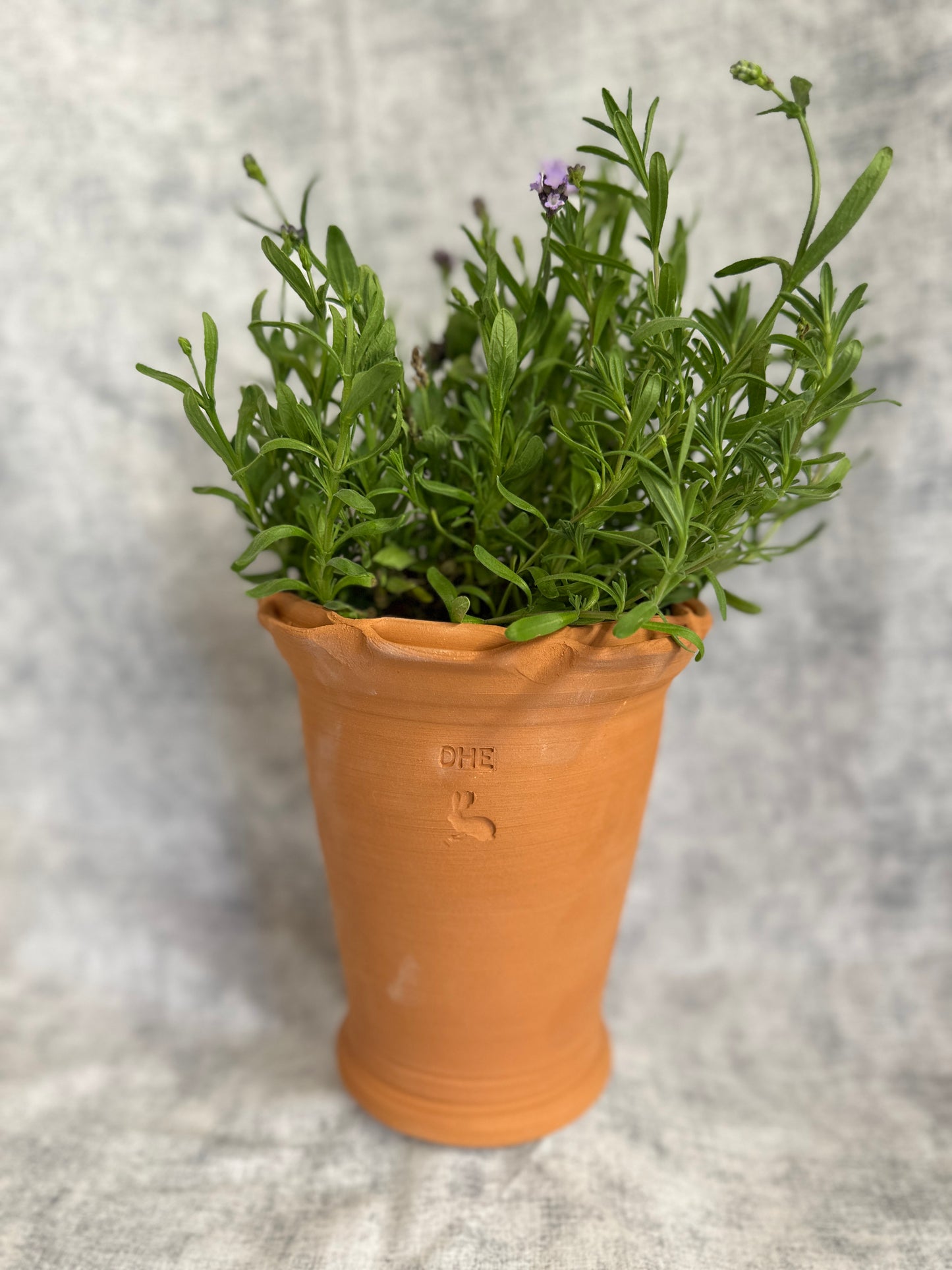 Terracotta Scallop Rim Planter