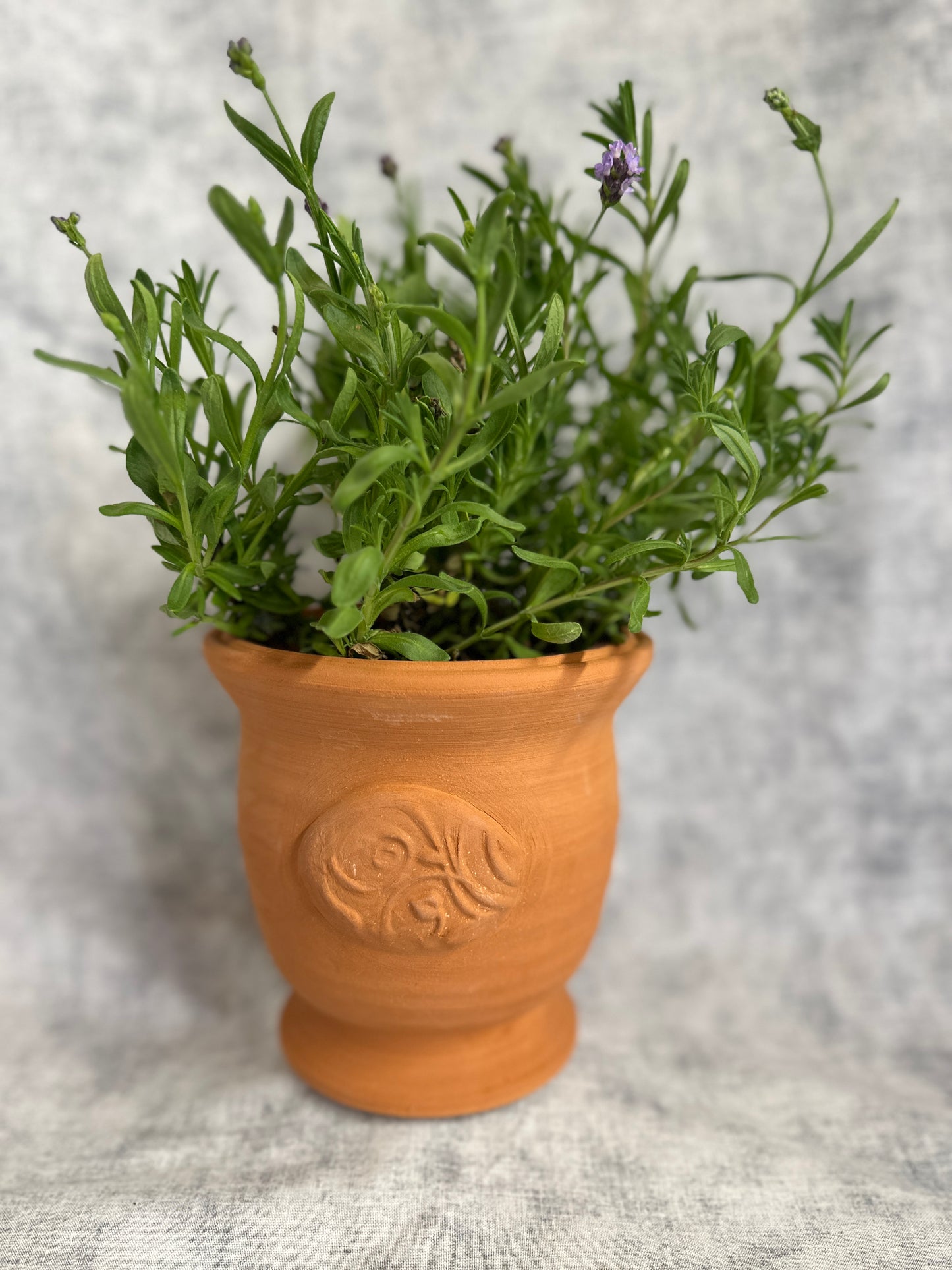 The Tuscan Pot